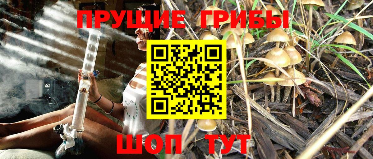 закладки  Псилоцибиновые грибы Psilocybine cubensis  Вход с VPN  Волоколамск 